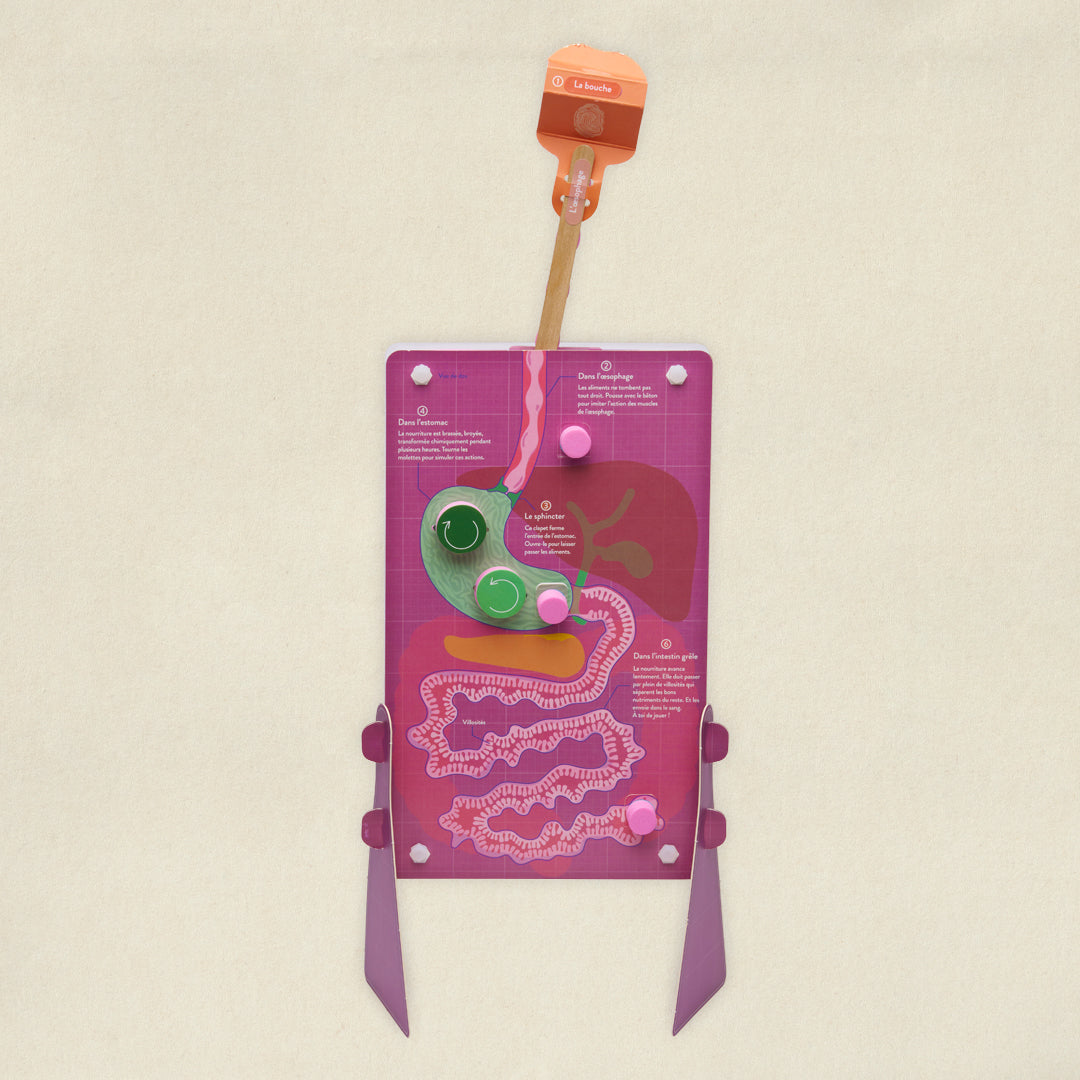 Le système digestif - L'aventure digestion