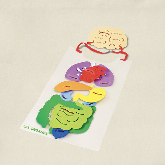 les-organes-activite